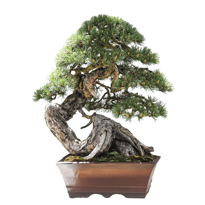 Изображение по умолчанию Green Nursery